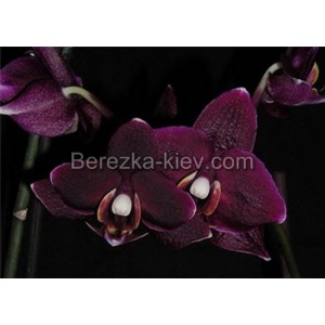 Орхидея 2 ветки (black-jack)